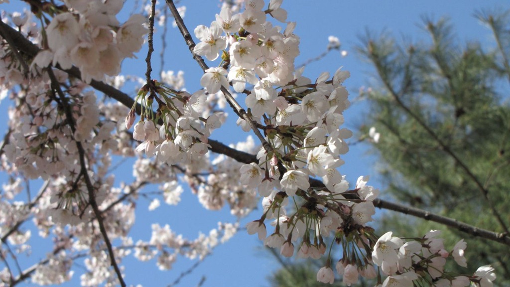 cherryblossom