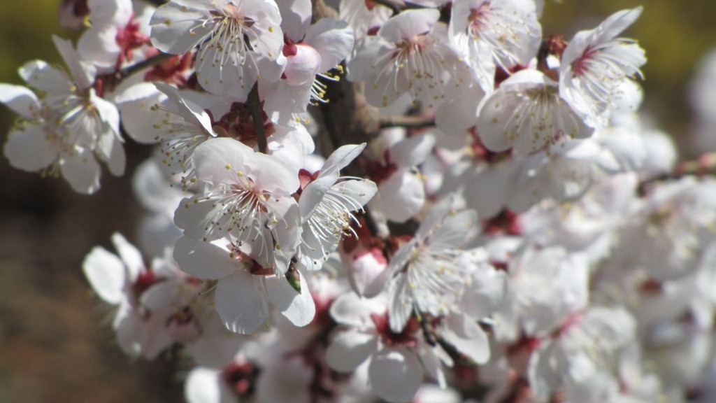 plumblossom