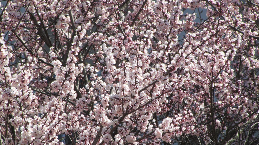 plumblossoms